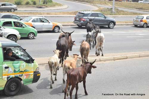 File image - Cows cross a busy street in Achimota, Accra.
