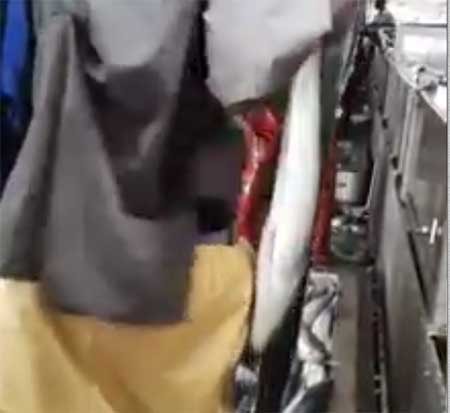 Man Stuffs Stolen Fish Down His Pants