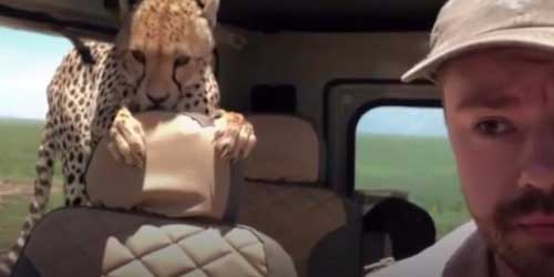 Curious cheetah jumps into car on safari tour.