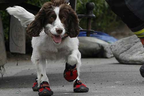 Zurich: Swiss police urge owners to put dogs in shoes during heatwave