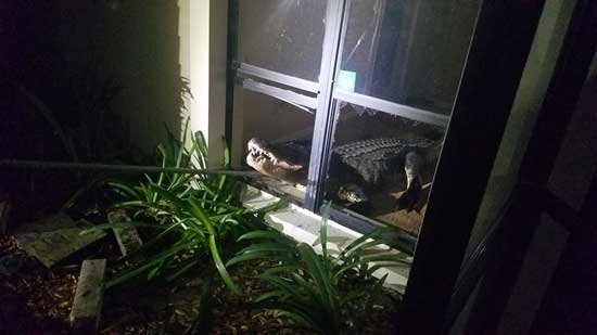 An 11-foot alligator broke into a home in Clearwater, Florida, on the night of May 31, 2019, according to the Clearwater Police Department.