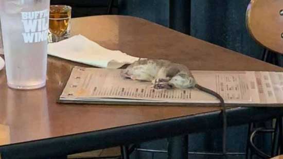 Rat falls from ceiling onto customer's table at Buffalo Wild Wings