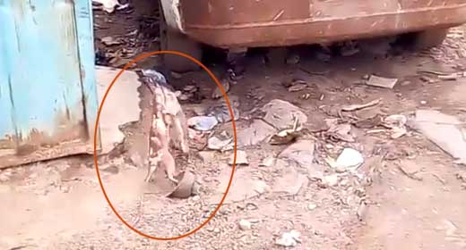 Video: Rats move fight out of bunker, battle it out in broad daylight